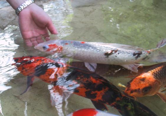 [Niina's koi carps]